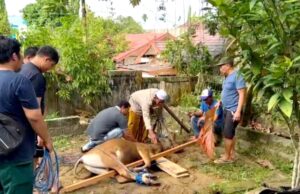 Pemerintah Kecamatan Teweh Tengah Bagikan Daging Sapi Kurban