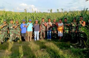Dandim 1013 Muara Teweh dan Kepala Dinas Pertanian Barito Utara Tinjau Lahan Jagung di Desa Mampuak