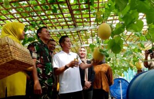 Pj Bupati Barito Utara dan Unsur FKPD Panen Buah Melon di Lahan Kodim 1013 Muara Teweh