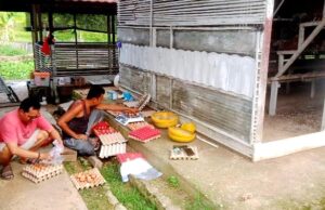 UPT Balai Pembibitan Ternak Distan Kembangkan Usaha Ternak Ayam Ras Petelur