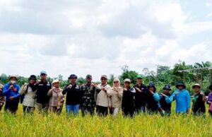 Dinas Pertanian Barito Utara Panen Padi Bersama di Desa Walur