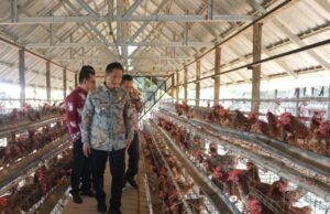 Pj Bupati Barito Utara Tinjau Peternakan Ayam Petelur Perusda Batara Membangun