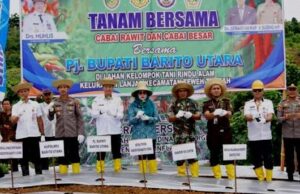 Dinas Pertanian Barito Utara Tanam Cabe Besar Bersama Poktan Rindu Alam Desa Bayas