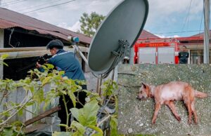 Anjing Diduga Rabies Ditembak Mati oleh Tim Damkarmat Barito Utara