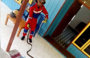 Tim Disdamkarmat Barito Utara Evakuasi Ular King Kobra di Rumah Warga