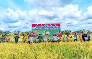 Panen Padi Bersama dalam Rangka Percepatan Swasembada Pangan oleh Kodim 1013 Muara Teweh dan Pemkab Barut