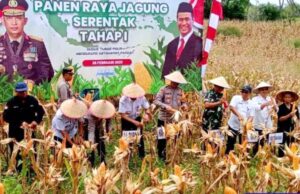 Panen Jagung Serentak Tahap I, Wujud Nyata Dukung Ketahanan Pangan Nasional