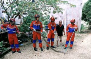 Anggota Disdamkarmat Barito Utara Evakuasi Ular King Cobra di Pekarangan Rumah Warga