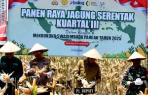 Panen Raya Jagung Serentak Kuartal III di Desa Batu Raya, Pemkab Barut Tegaskan Komitmen Swasembada Pangan