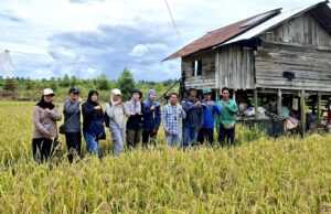 Panen Raya Poktan Maju Jaya Trinsing Kiri Wujudkan Kemandirian Pangan di Teweh Selatan