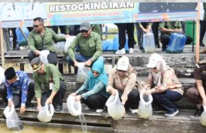 75 Ribu Benih Ikan Ditebar Di Danau Trinsing