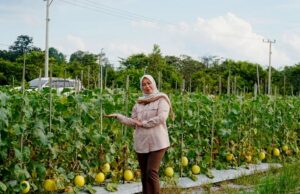 Ketua TP PKK Barito Utara Apresiasi Semangat Pembudidaya Golden Melon di Desa Trahean